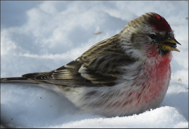 close up redpoll in snow seed in beak.JPG