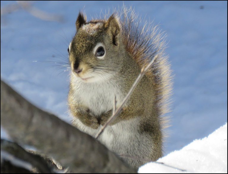 cute squirrel standing by tree branch in snow.JPG