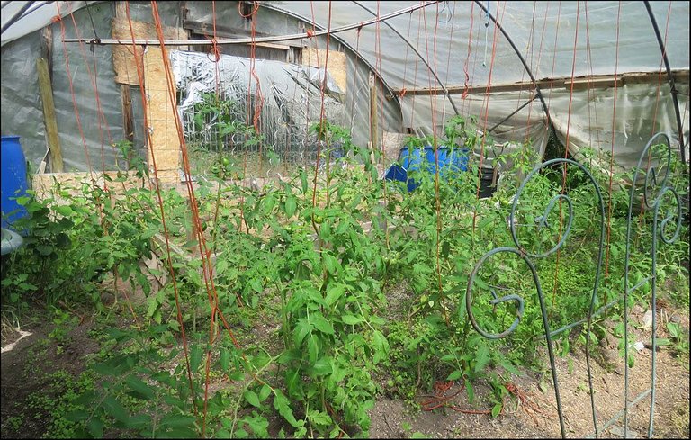 tomato set up in greenhouse.JPG