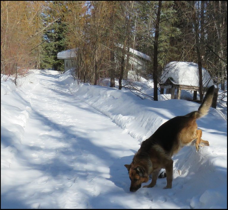 Bruno leaping down snow bank onto snowy lane.JPG