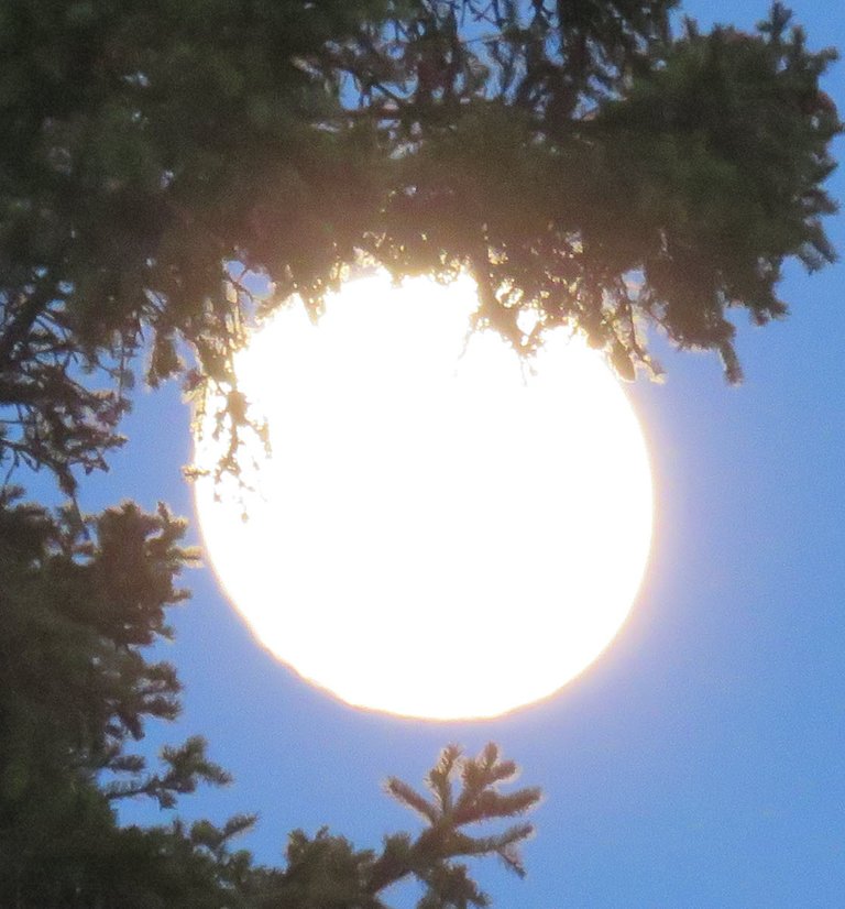 bright full moon edged by spruce branch.JPG