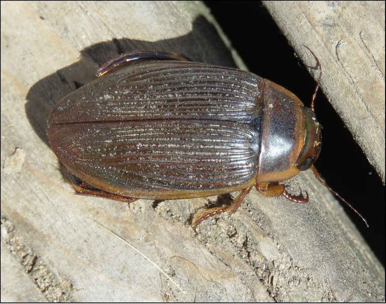 close up large beetle on deck.JPG