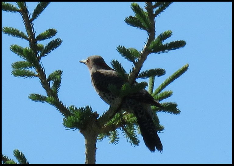 close up flicker sitting on spruce branch looking sharp.JPG