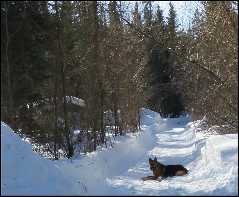 Bruno lying on snowy lane.JPG