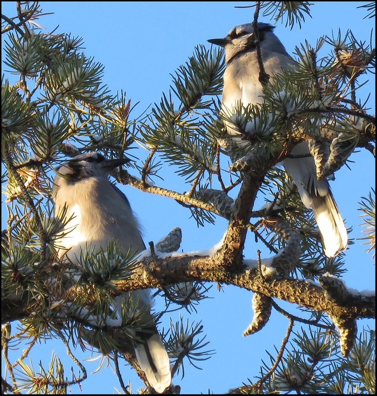 pair of bluejays in the pine tree.JPG