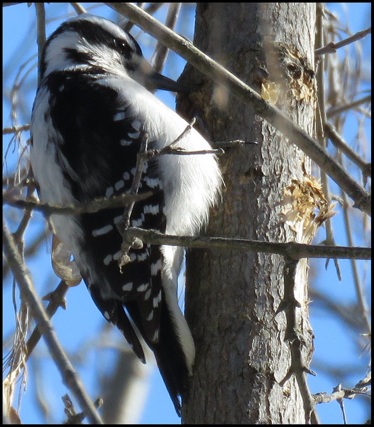 downy woodpecker pecking on tree trunk.JPG