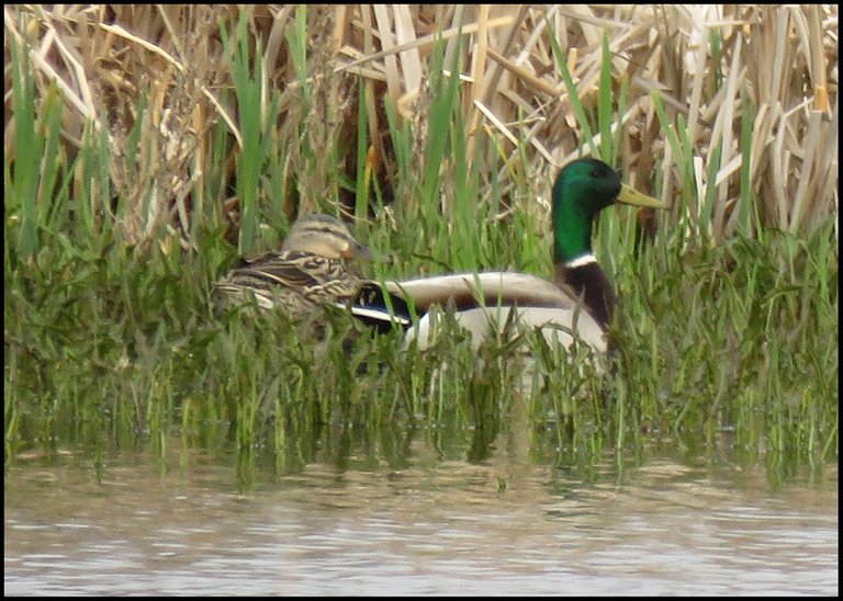 pair of mallard duck sitting on nest by edge of water.JPG