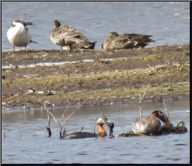 grebes building nest ducks resting in background.JPG