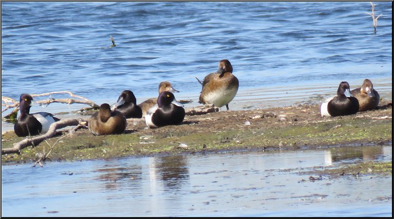 8 ducks resting on sandbar.JPG