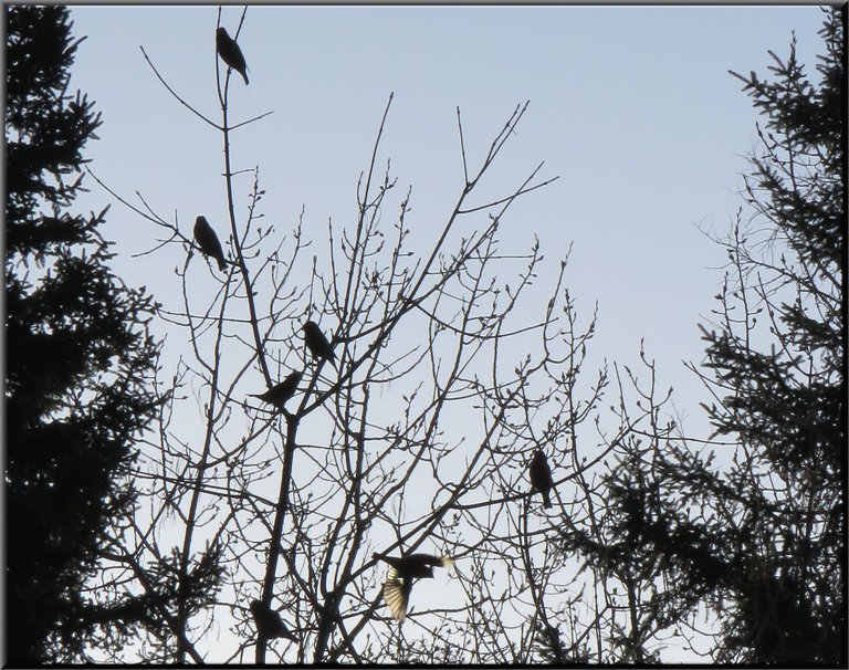 silhouettes of grosbeaks in tree 1 in flight.JPG