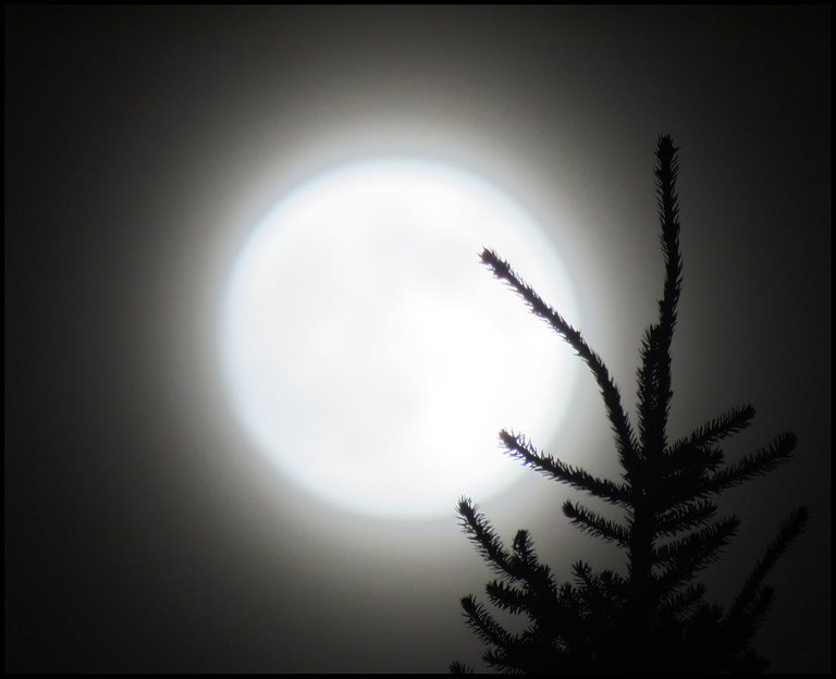 close up full moon behind spruce treetop.JPG