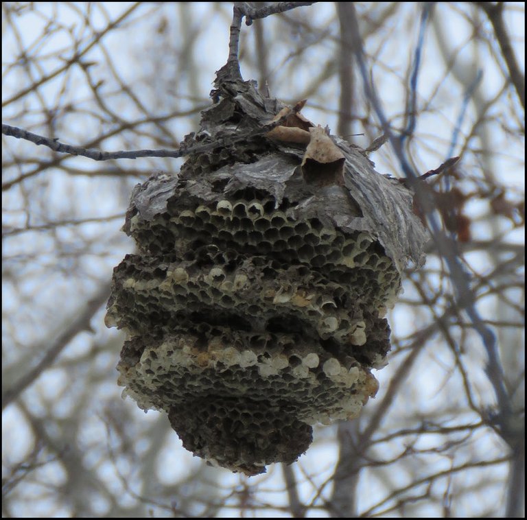wasp nest with paper covering removed.JPG