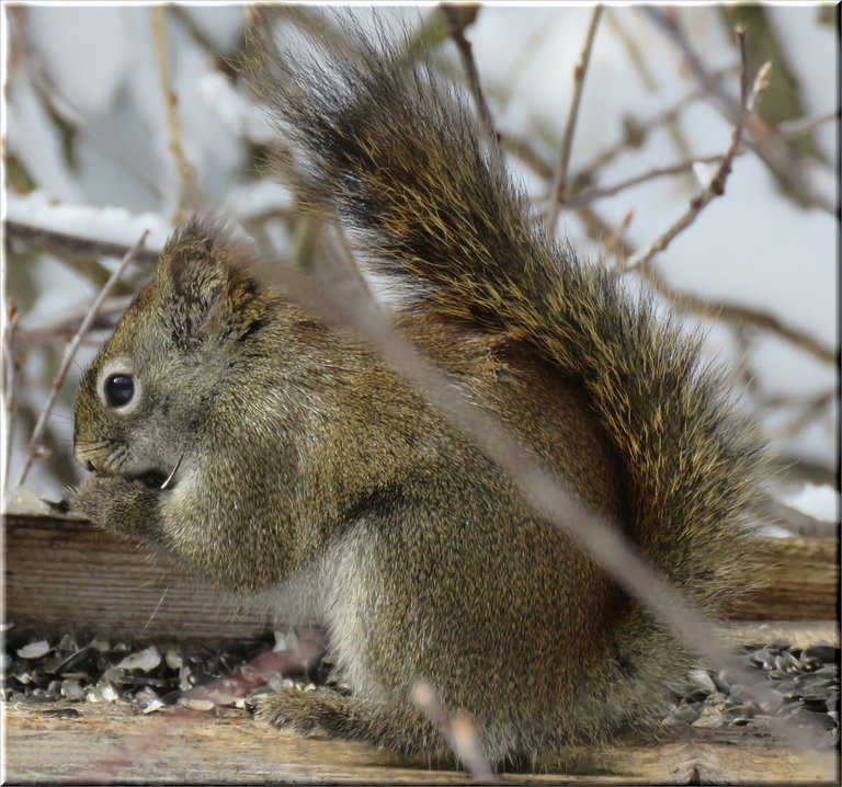 cute squirrel eating seed on feeder.JPG