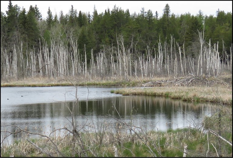 loon and beaver lodge on lake.JPG