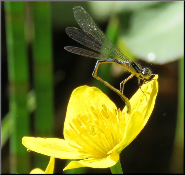 dansel fly on marsh marigold cleaning tail.JPG