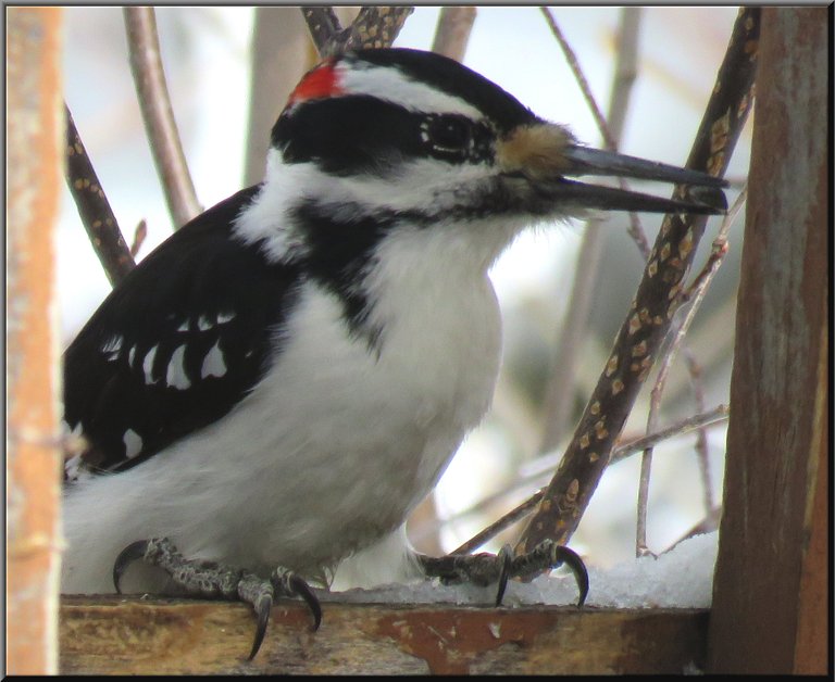 close up downy woodpecker at feeder.JPG