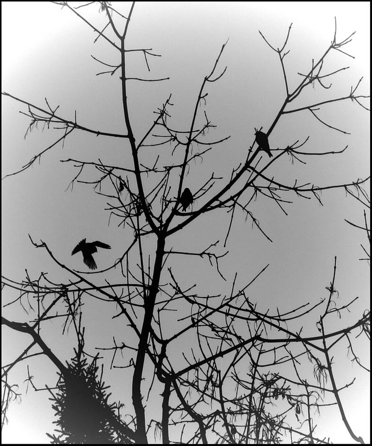 focused view 3 redpolls in bare tree 1 flying.JPG