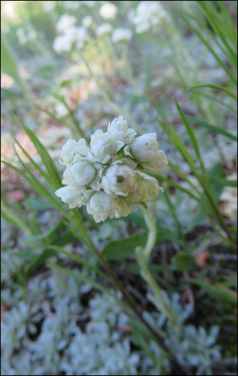 close up pussy toes in bloom.JPG