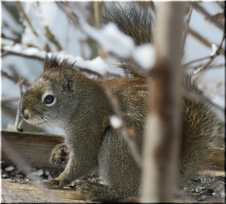 close up cute squirrel on feeder.JPG