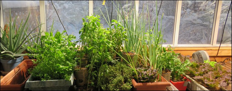 overview of veggies and herbs growing indoors.JPG