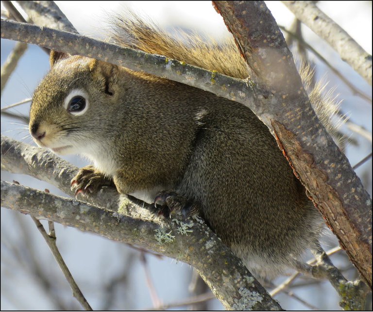squirrel climbing on tree branch.JPG