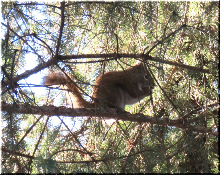 squirrel eating sitting in spruce tree.JPG