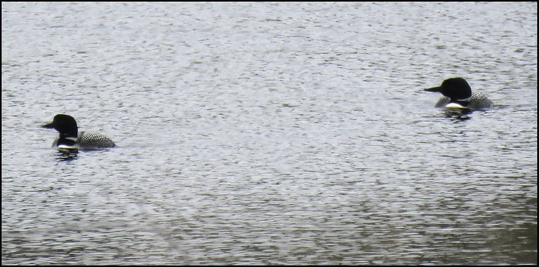 pair of loons swimming.JPG