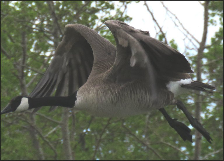 close up Canada goose as it just took flight off roof.JPG