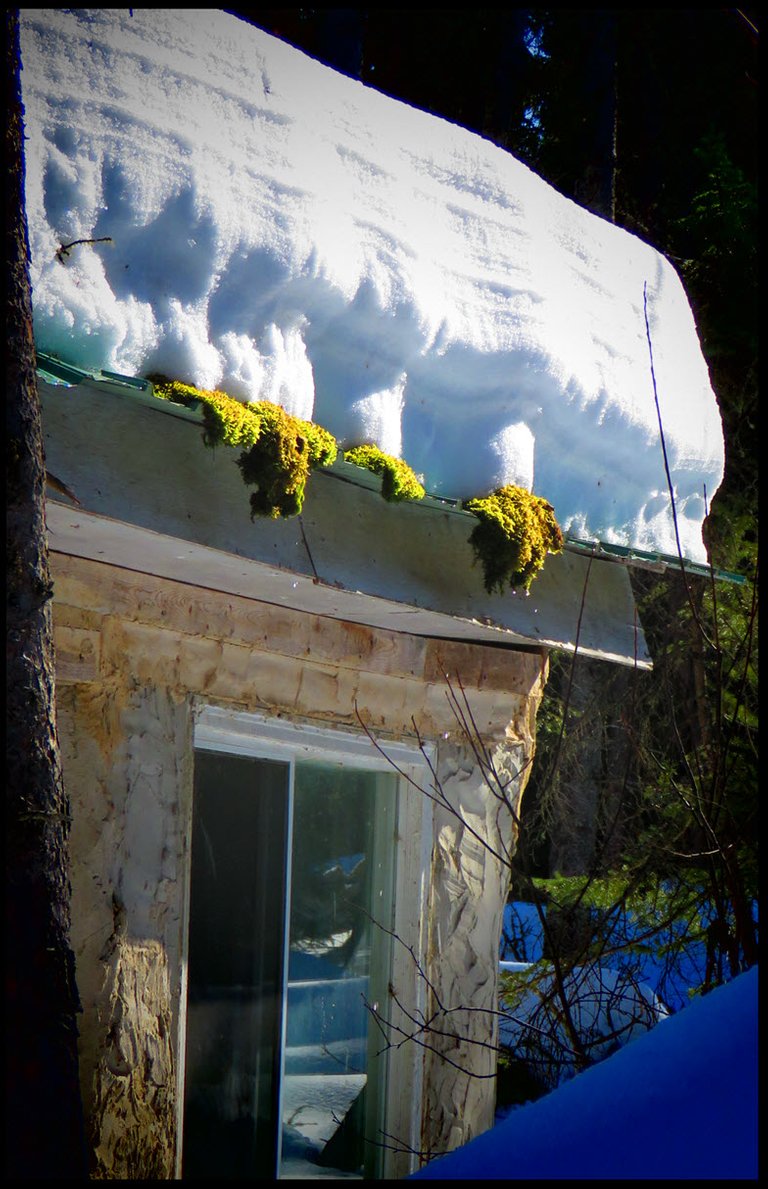 moss showing thru melting snow on well roof.JPG