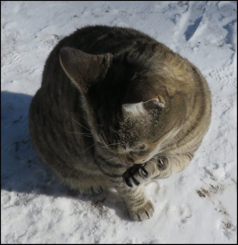 JJ cleaning toes in snow.JPG