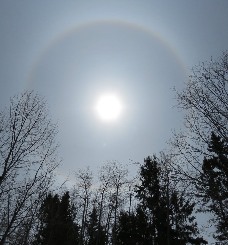 ring around sun above spruce and poplar trees.JPG