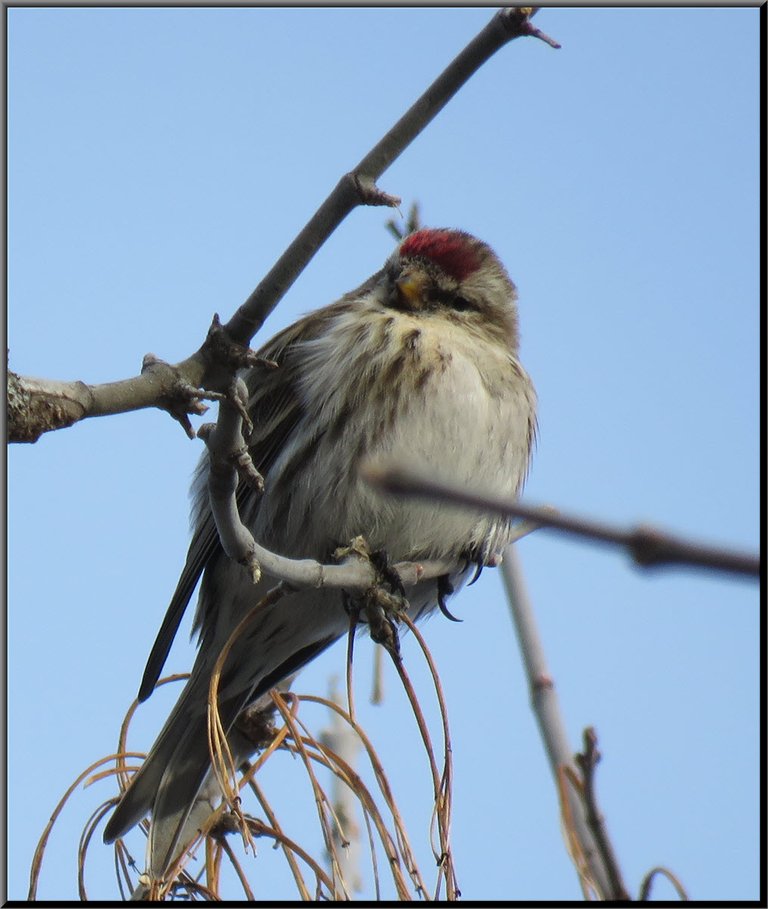 cute puffy redpoll on branch.JPG