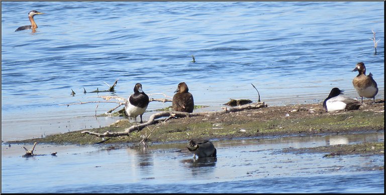 4 ducks on sandbar 1 feeding at edge grebe swimming in background.JPG