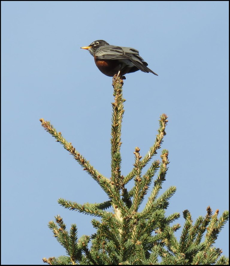 robin on top of spruce tree.JPG