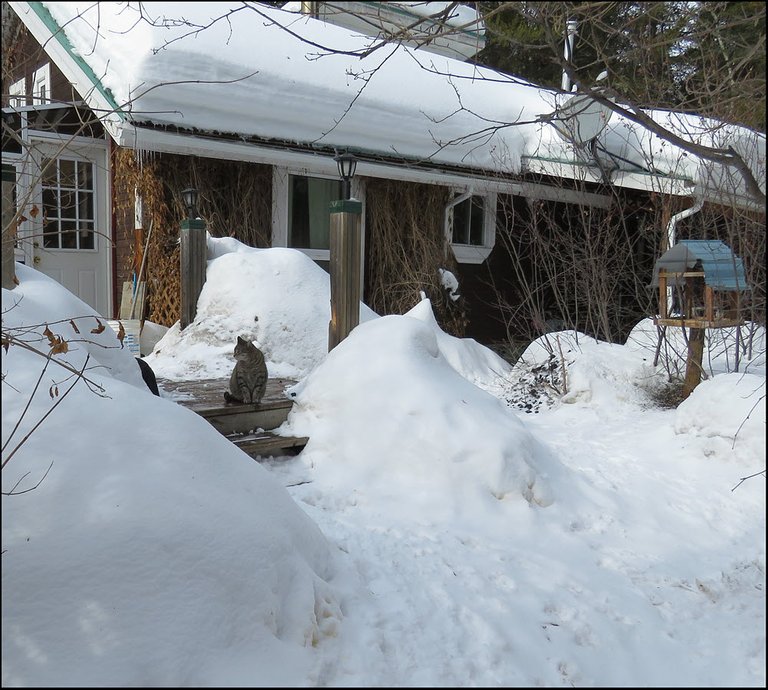 veiw of yard showing snowbanks JJ on deck.JPG