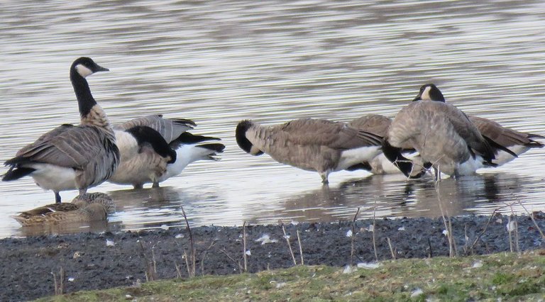 geese grooming themselves by waters edge.JPG