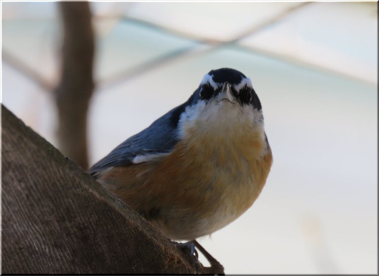 close up nuthatch looking at me.JPG