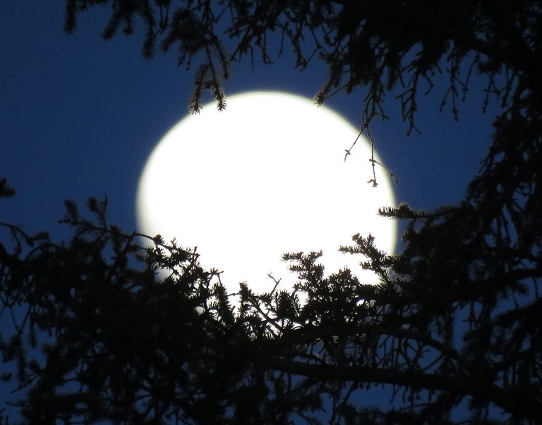 bright full moon cradled in spruce branch.JPG