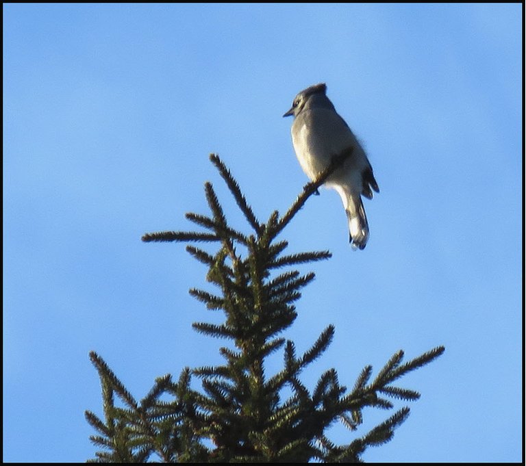 Bluejay on spruce treetop.JPG