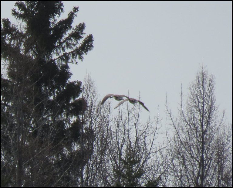 pair of geese flying behind spruce tree.JPG