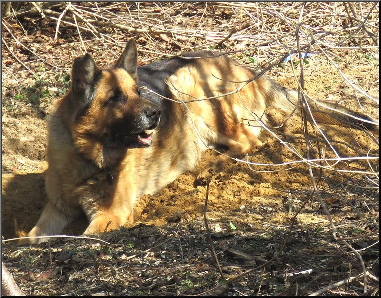 Bruno in hole he dug with funny grin on his face.JPG