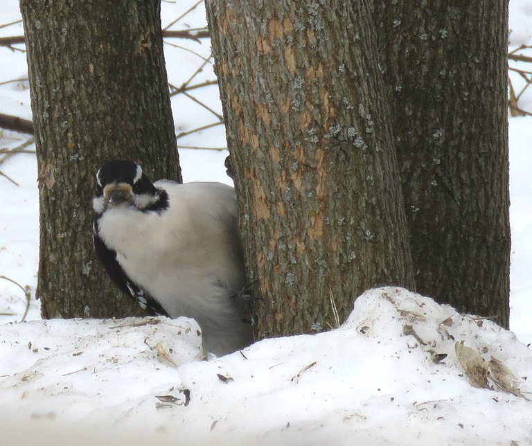 woodpecker peeking around tree trunk.JPG