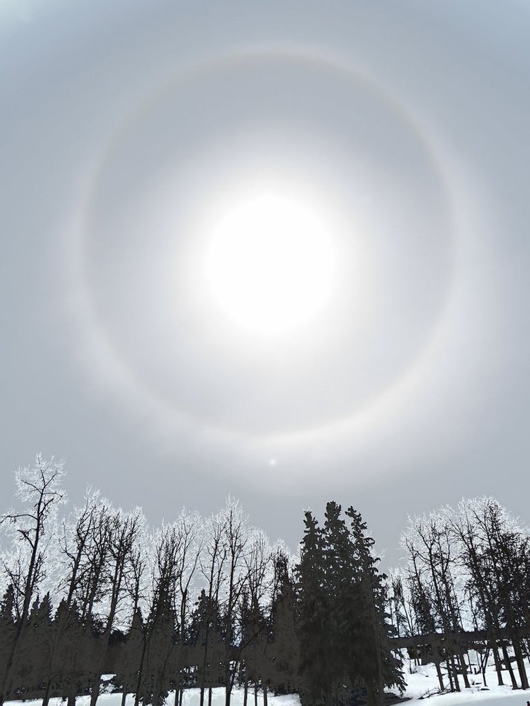 white rings aeound sun frosted look on trees.JPG