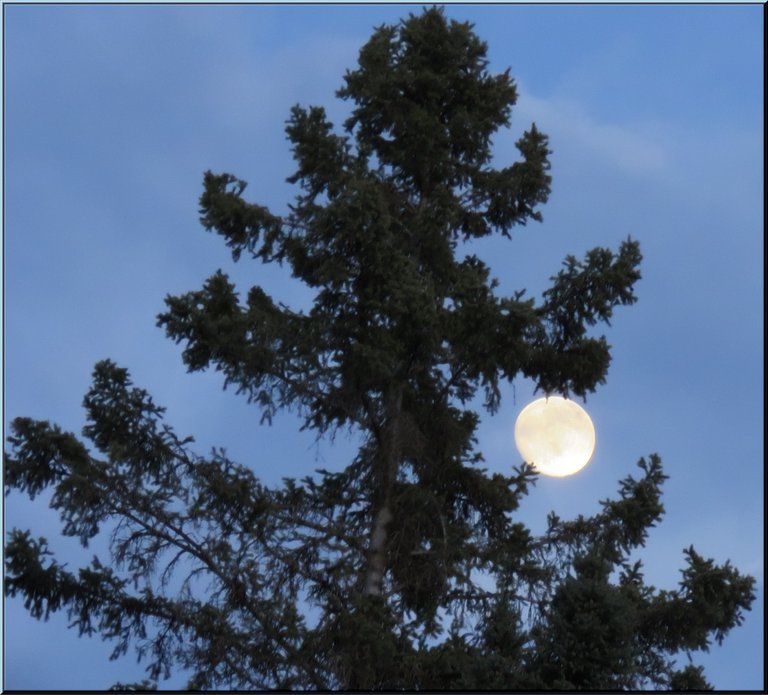 near full moon sitting by big spruce tree.JPG
