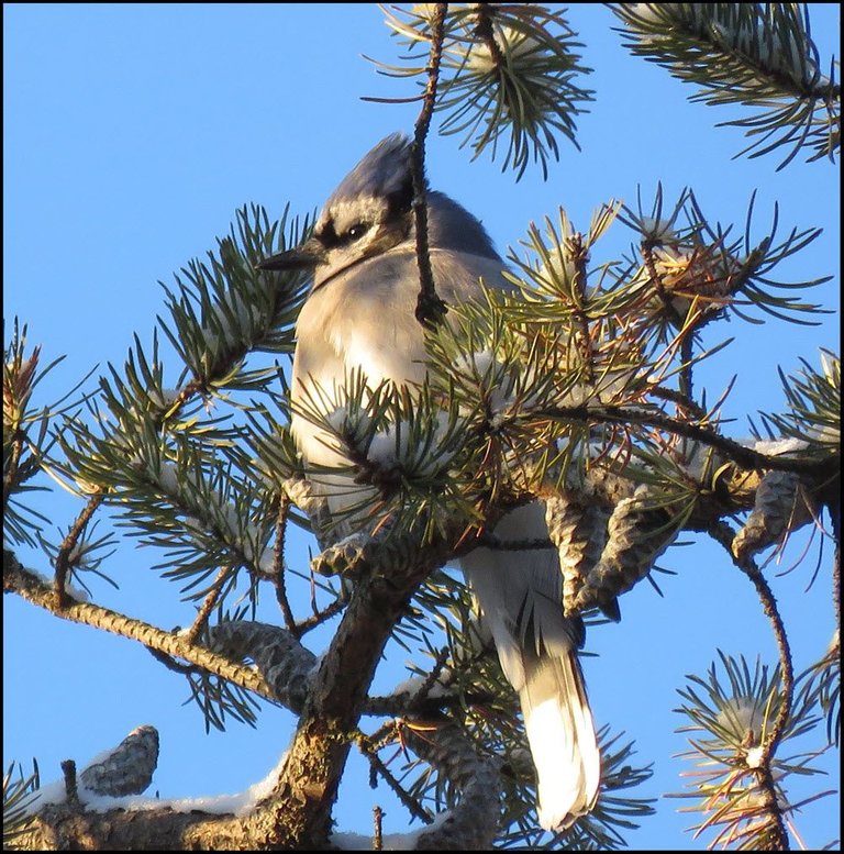 close up blue jay sitting in sun on pine tree.JPG