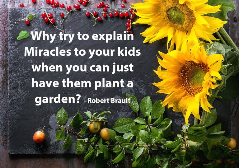 sunflowers on chalkboard quote why try to explain miracles just garden.jpg