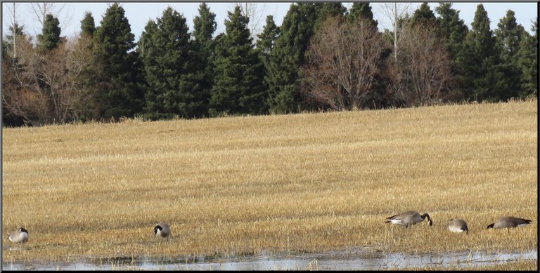 4 Canada geese feeding in the field.JPG