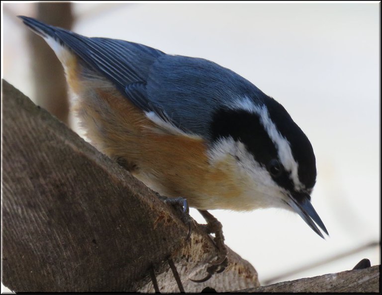 close up nuthatch on arch getting a seed.JPG