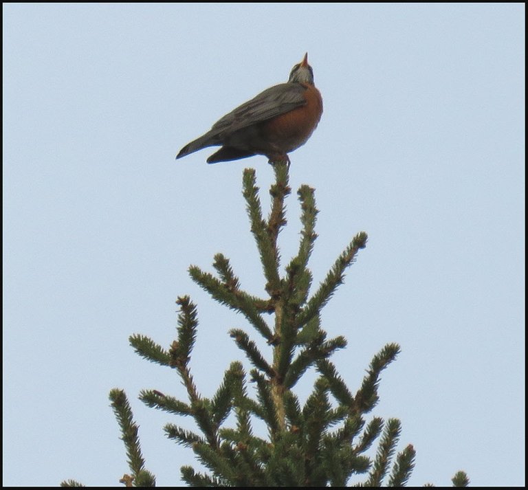 robin on top of spruce tree.JPG