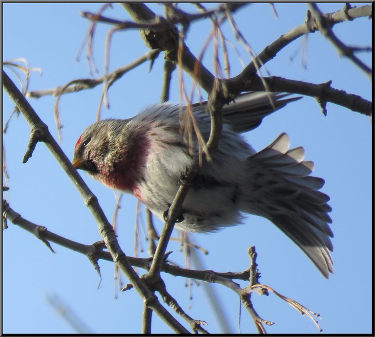 redpoll stretching out tail and wing.JPG